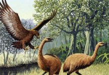 Extinct eagle and ‘weaponised’ weka brought to life digitally