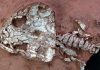 ‘Fire frogs’ and eel-like amphibians: Brazilian fossil discovery