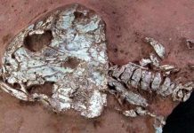 ‘Fire frogs’ and eel-like amphibians: Brazilian fossil discovery