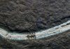 Fossil fireworm species named after rock musician