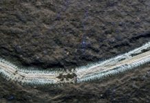 Fossil fireworm species named after rock musician