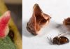 Fossil wasp galls indicate little change in Southern California habitats since Ice Age