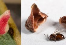 Fossil wasp galls indicate little change in Southern California habitats since Ice Age