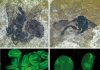 Fossilized bees were finicky pollen collectors