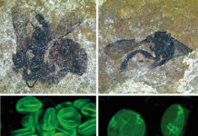 Fossilized bees were finicky pollen collectors