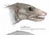 High-tech analysis of proto-mammal fossil clarifies the mammalian family tree