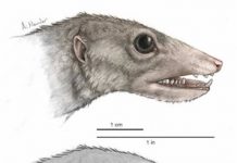 High-tech analysis of proto-mammal fossil clarifies the mammalian family tree