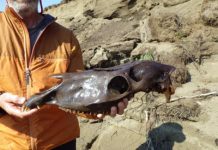 Ice-age lesson: Large mammals need room to roam