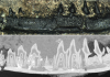 Isle of Skye fossil makes three species one