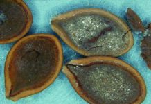 Loss of mastodons aided domestication of pumpkins, squash