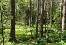 Melting Scandinavian ice provides missing link in Europe’s final Ice Age story