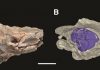 Mystery of how snakes lost their legs solved by reptile fossil