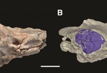 Mystery of how snakes lost their legs solved by reptile fossil