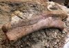New Mexico museum unveils rare fossil find