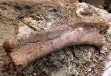 New Mexico museum unveils rare fossil find