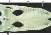 New fossil croc on the block