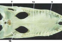 New fossil croc on the block