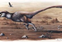 New giant raptor discovered in South Dakota