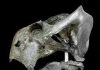 New research reveals extinction is key to terrestrial vertebrate diversity
