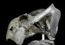 New research reveals extinction is key to terrestrial vertebrate diversity