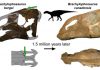 New ‘short-crested lizard’ found in Montana