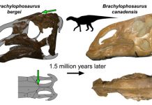 New ‘short-crested lizard’ found in Montana