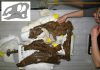 New species of duckbilled dinosaur neatly fills an evolutionary gap