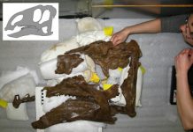 New species of duckbilled dinosaur neatly fills an evolutionary gap