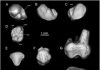 New species of early anthropoid primate found amid Libyan strife