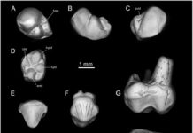 New species of early anthropoid primate found amid Libyan strife
