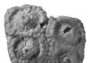 Newly discovered fossil sea urchin is the oldest of its kind