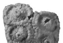 Newly discovered fossil sea urchin is the oldest of its kind