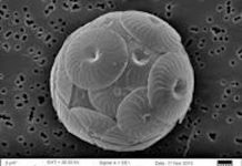Rapid plankton growth in ocean seen as sign of carbon dioxide loading
