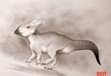 Rare fossil of a horned dinosaur found from ‘lost continent’