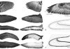 Shape of bird wings depends on ancestors more than flight style