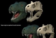 The better to eat you with? How dinosaurs’ jaws influenced diet