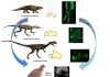 The dinosaur ankle re-evolved amphibian-like development in birds