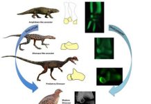 The dinosaur ankle re-evolved amphibian-like development in birds