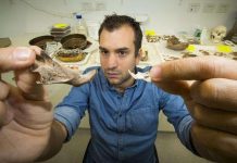 The largest to have existed—giant rat fossils