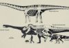 Thighbone of giant dinosaur revealed