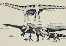 Thighbone of giant dinosaur revealed