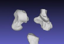 A well-preserved skeleton reveals the ecology and evolution of early carnivorous mammals