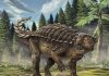 Australia’s new armoured dinosaur revealed