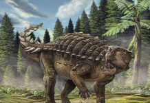 Australia’s new armoured dinosaur revealed