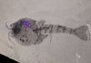Burgess Shale fossil site gives up oldest evidence of brood care