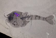 Burgess Shale fossil site gives up oldest evidence of brood care