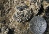 Eat a paleo peach: first fossil peaches discovered in southwest China
