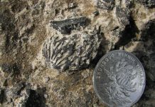 Eat a paleo peach: first fossil peaches discovered in southwest China