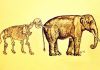Fossils enrich our understanding of evolution