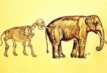 Fossils enrich our understanding of evolution